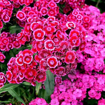 ACCELCROP Dianthus Grenadin Cardinal Flower Seed(45 per packet)