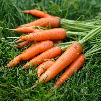 DEYS AGRO ™ carrot seeds, f1 hybrid gajar seeds|gajor seeds, carrot gajar vegetables seeds Seed(300 per packet)