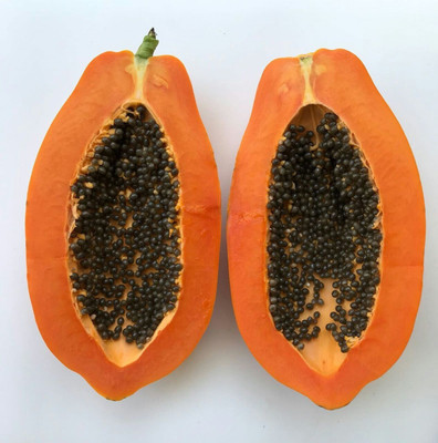Pbevergreen Red lady 786 papaya seeds taiwan Seed(35 per packet)