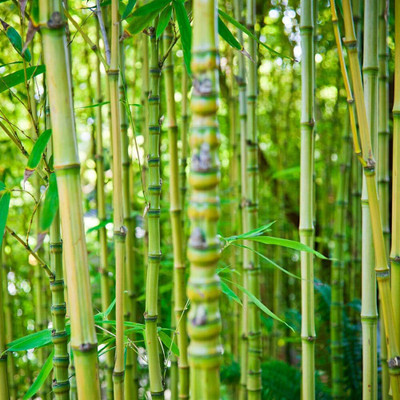 wequality bamboo tree seeds/bamboo seeds 67 Seed(67 per packet)