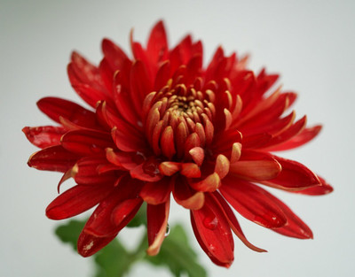 Quentova Chrysanthemum Flower-8P-XIL Seed(100 per packet)