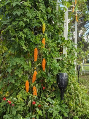 UGRA Hat Kho qua Bittergourd seed Seed(125 per packet)