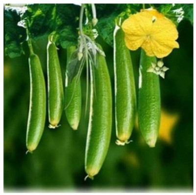 Avysa Sponge Gourd seeds Seed(120 per packet)