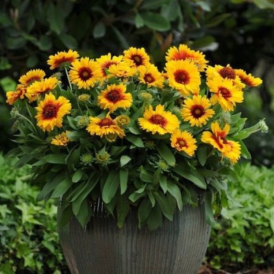 Quentova Gaillardia – Mesa Bicolor Blanket Flower Seed(40 per packet)