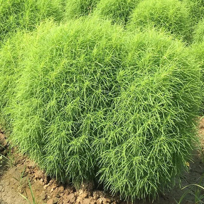 Lorvox Kochia Seed(40 per packet)