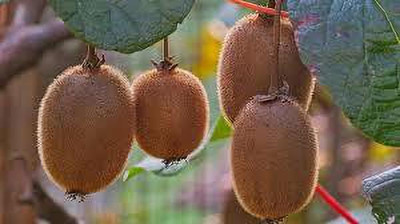XOLDAA KIWI HYBRID F1 QUALITY FRUIT Seed(64 per packet)