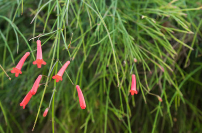 ANDARISTORE kanakambaram-firecracker-crossandra Seed(42 per packet)