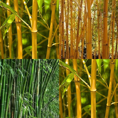 ibains Bamboo seeds for planting bij 240 Seed(240 per packet)