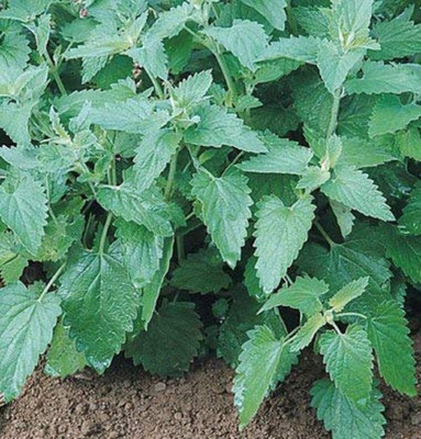 VibeX XLL-18 - Catmint (Catnip Catswort Catwort) - (4500 Seeds) Seed(4500 per packet)