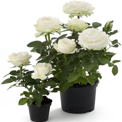 CYBEXIS HUA-31 - Flower White Rose - (100 Seeds) Seed(100 per packet)
