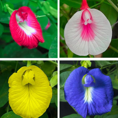 Greenfall Multi-Color Butterfly Pea Seeds, Clitoria Ternatea (20 Per Packet) Seed(20 per packet)