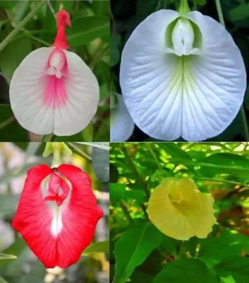 Greenfall Mixed Color Aparajita Seeds, Asian Pigeonwings (21 Per Packet) Seed(20 per packet)
