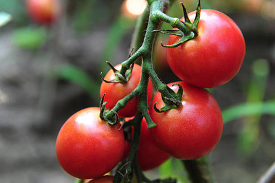 EyePlex tomato Seed(135 per packet)