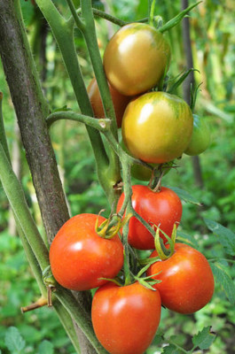 MRCY tomato Seed(95 per packet)