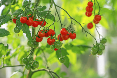 SHUBH SIDDHI tomato Seed(135 per packet)
