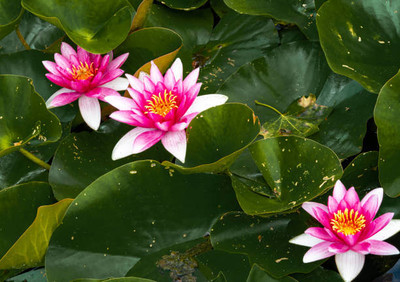 LKM lotus,kamal gatta Seed(11 per packet)