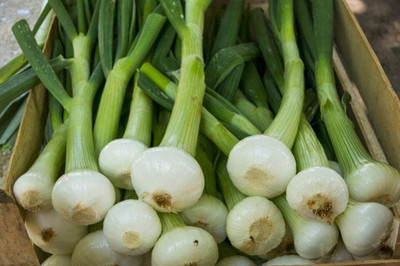 WILLVINE AMR -XIII Short Day Italian Pearl Onion [5g] Seed(3000 per packet)