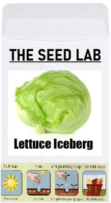 CYBEXIS Organic Vegetable Seeds-Lettuce Iceberg1000 Seeds Seed(1000 per packet)