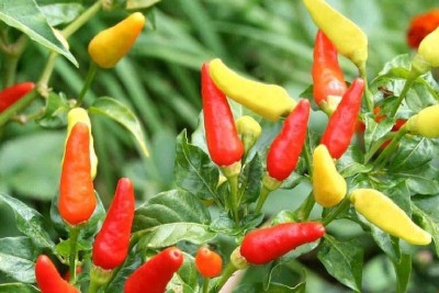 CYBEXIS Tabasco Chili Pepper Seeds - Vegetable/Fruit Seeds 2400 Seeds Seed(2400 per packet)