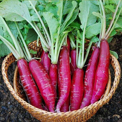 AMAJIT Long Radish/ Half Red Mooli for Home gardening(30) Seed(30 per packet)