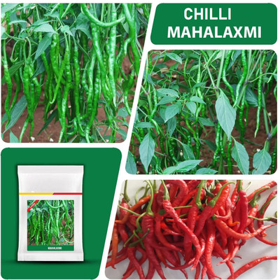 WILLVINE PAU -XI Mahalaxmi green chilli seeds | f1 hybrid[2.5gm, 500 Seeds] Seed(500 per packet)