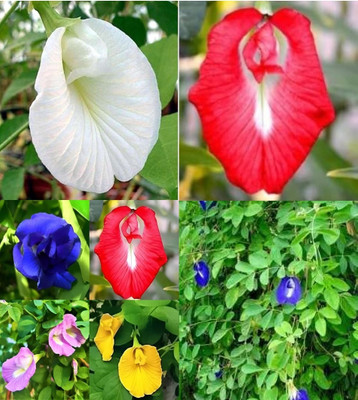 sbains Aparajita Seeds All Colors no of seeds 31 Seed(31 per packet)
