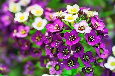 Lorvox Allysum Snow White, Allysum Seed(20 per packet)