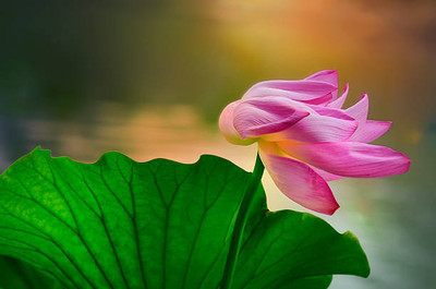 Liker lotus,kamal gatta Seed(11 per packet)