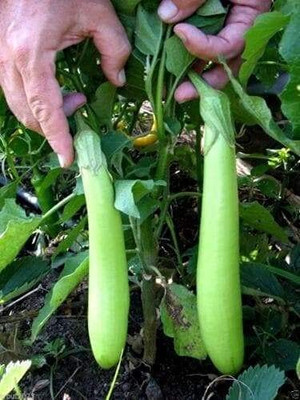 Aywal Begun Seed(500 per packet)