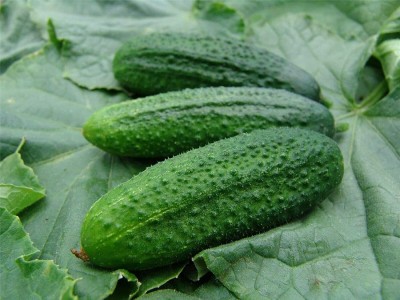 CYBEXIS Seeds of Vegetable Cucumber Partner F1 (Gherkin)500 Seeds Seed(500 per packet)