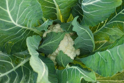 TORPPEZA white cauliflower,gobhee seeds Seed(13 per packet)