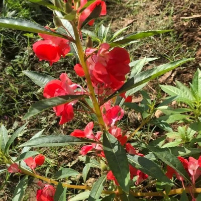 Qualtivate ATS-152 Balsam Mixed Flower Seeds Seed(25 per packet)