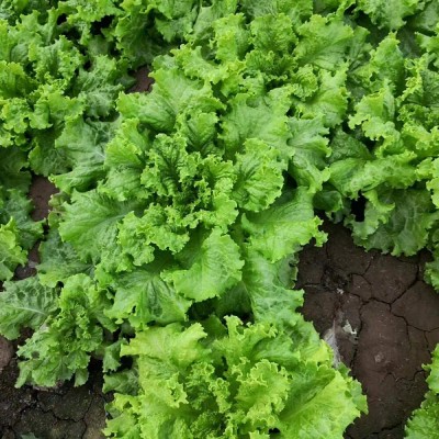 CYBEXIS Lettuce Cold-Resistant Large-Leaf Dark Green Scale Species4000 Seeds Seed(4000 per packet)