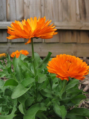 Lippy Organic Orange Calendula Seed(70 per packet)