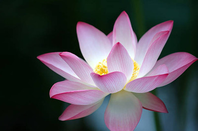 ONUS lotus,kamal gatta Seed(10 per packet)