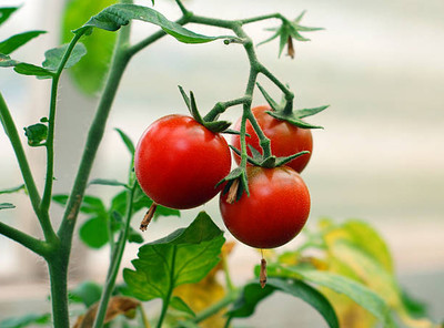 SOWCAN tomato Seed(130 per packet)