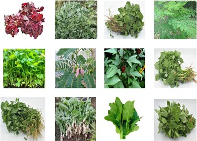 CHILLATAI 12 Variety Leaf Vegetable Seeds/Combo Spinach Seeds For Home & Terrace Gardening Seed(2565 per packet)
