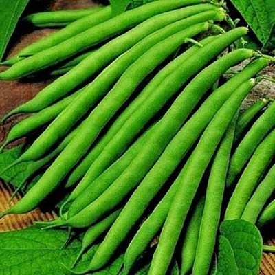 KNESSiN French Beans Seed(50 per packet)