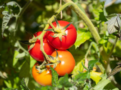 RUDAN tomato Seed(120 per packet)