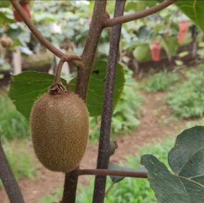 Lorvox F 1 QUALITY HYBRID KIWI FRUIT Seed(15 per packet)