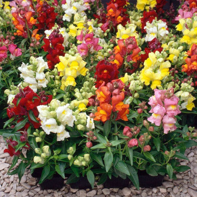 ROWTH Mixed Antirrhinum Plug Flower Seed(150 per packet)