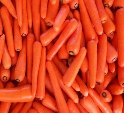 ZIFR Orange Carrot विलायती गाजर Seed(500 per packet)