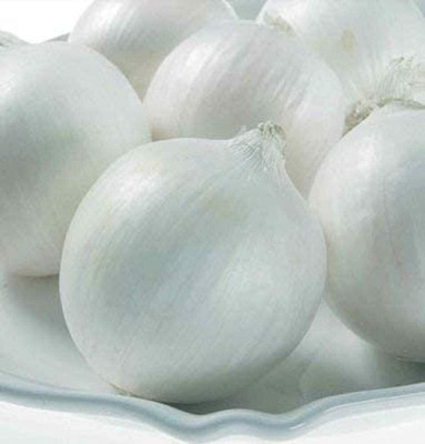 Qualtivate EXL-4AT Onion Short-Day White Castle Seed(500 per packet)