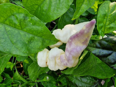 Biosnyg Disease-Resistant White Faddas Chilli Seeds For Gardening-(400 Seeds) Seed(400 per packet)