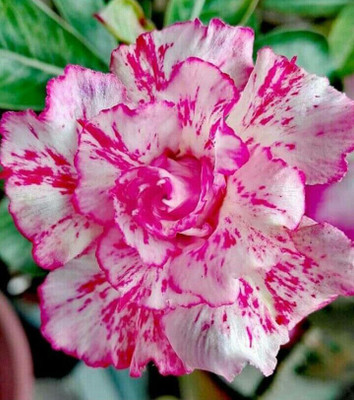 CRGO ADENIUM Seed(60 per packet)