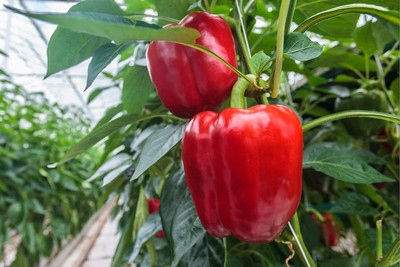 Biosnyg Heat Tolerant Red Capsicum Seeds For Kitchen Gardening-(100 Seeds) Seed(100 per packet)