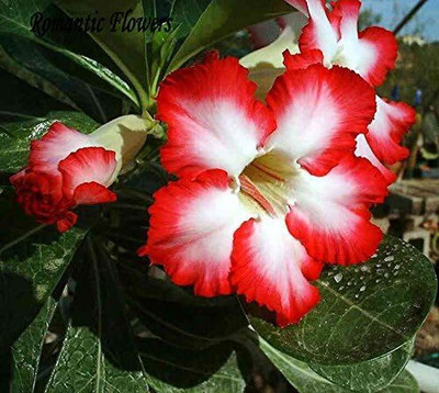 Qualtivate NBIR-165 Mixed Adenium Desert Rose Seeds Seed(30 per packet)