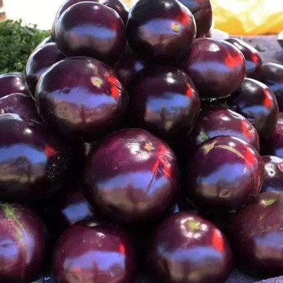 KNESSiN Brinjal Deep Purple Seed(1250 per packet)