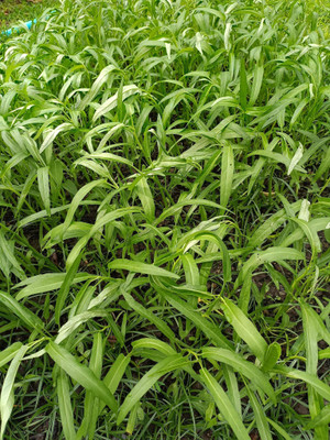 the green dotcom Water Spinach Seed(1200 per packet)