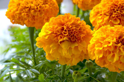 PlantaZee marigold,gende ka phool Seed(30 per packet)